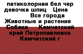 патиколорная бел/чер девочка шпиц › Цена ­ 15 000 - Все города Животные и растения » Собаки   . Камчатский край,Петропавловск-Камчатский г.